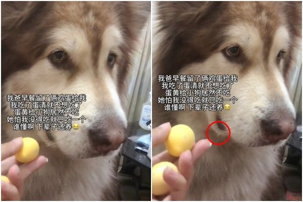 ▲▼阿拉斯加犬都流口水了還捨不得吃主人的蛋黃。（圖／翻攝自小紅書／@2695490074）