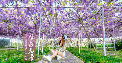 又到賞紫藤花的最美季節！北、中、南11個賞花熱門景點懶人包