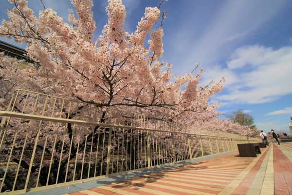 ▲▼秋田能代市役所櫻花，秋田賞櫻。（圖／秋田白神觀光提供）