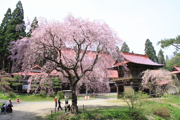 ▲▼秋田多寶院櫻花，秋田賞櫻。（圖／秋田白神觀光提供）