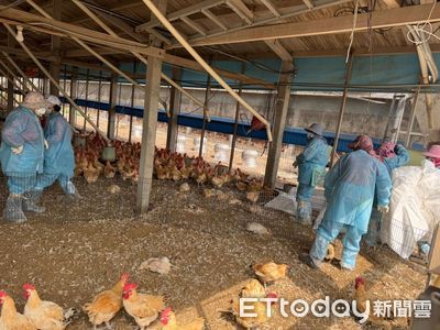 雲林莿桐鄉養雞場確診禽流感　撲殺2.3萬隻50日齡紅羽土雞