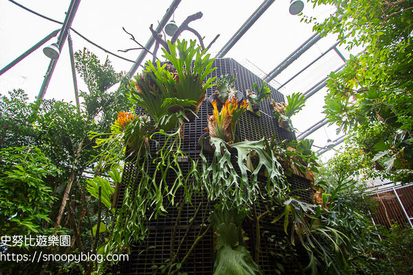 ▲▼臺北典藏植物園，鑽石級綠建築溫室森林，典藏超過500種花卉植物，台北免門票室內景點。（圖／史努比提供）