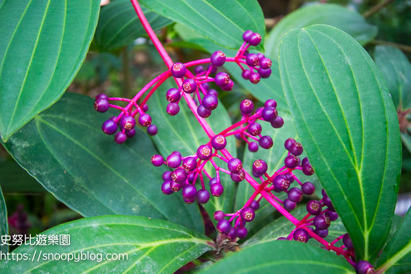 ▲▼臺北典藏植物園，鑽石級綠建築溫室森林，典藏超過500種花卉植物，台北免門票室內景點。（圖／史努比提供）