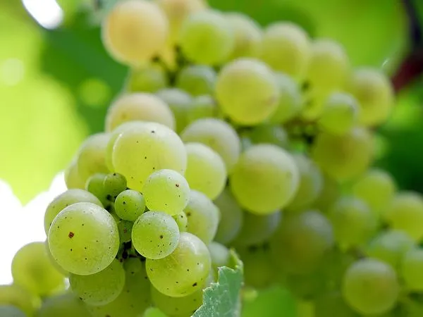 ▲白葡萄深受許多人喜愛。（圖／取自免費圖庫pixabay）
