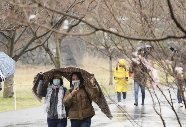 ▲▼東京皇居的櫻花大道。（圖／達志影像／美聯社）