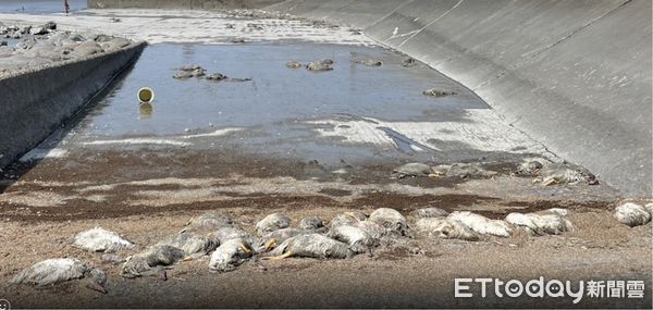 ▲彰化大城鄉海堤被丟置大量的死鴨。（圖／記者唐詠絮翻攝）