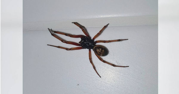 英國伯克郡（Berkshire）一名60歲男子伊凡（Ivan Savage）遭到假寡婦蜘蛛（False Widow Spider）咬傷，昏迷了3天還差點被截肢。（示意圖／Twitter／@CarlBovisNature）