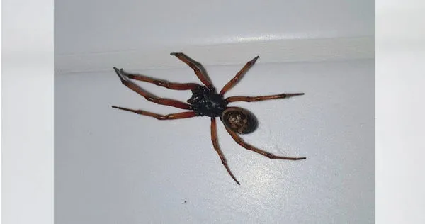 英國伯克郡（Berkshire）一名60歲男子伊凡（Ivan Savage）遭到假寡婦蜘蛛（False Widow Spider）咬傷，昏迷了3天還差點被截肢。（示意圖／Twitter／@CarlBovisNature）