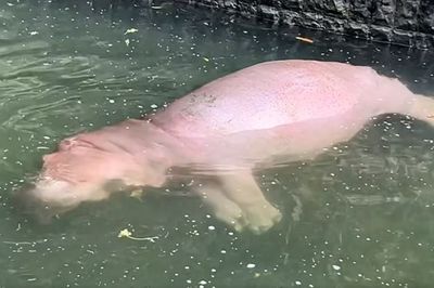 壽山動物園河馬「側躺沉水底」整隻不動　遊客嚇呆：差點唸佛經