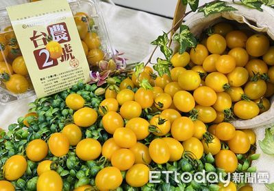 農試所發表番茄新品種「糖馨」　歷時8年育成產季多2個月