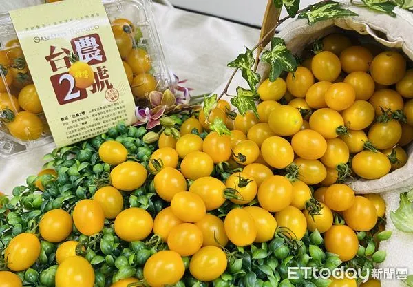 ▲農試所歷時8年研發，今發表小果番茄新品種「糖馨」。（圖／記者楊惠琪攝）