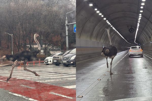 韓國京畿道城南市今日上午發生鴕鳥逃脫案件，不少民眾直擊鴕鳥在大街上奔跑。（合成圖，均翻攝自X）