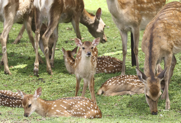 ▲▼日本,奈良市,奈良公園,奈良鹿。（圖／達志影像／美聯社）