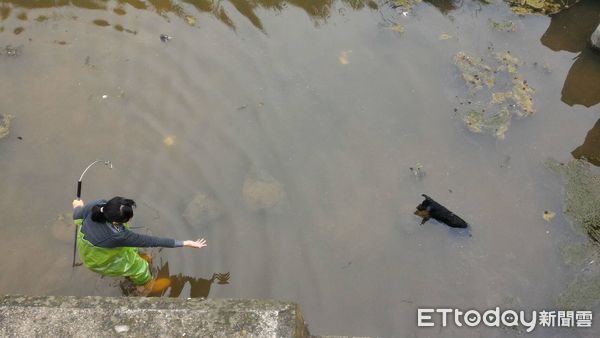 ▲台南市不論是犬貓或者其他人為飼養管領之脊椎動物急難救助案件，皆可透過1959動保專線及1999市民服務專線通報專責人員協助處理，該項服務全年無休，並配合動物醫院等單位協助救治救護。（圖／記者林東良翻攝，下同）