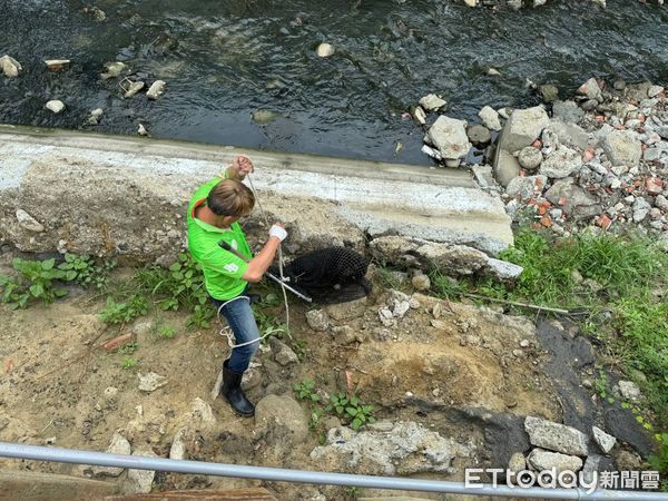 ▲台南市不論是犬貓或者其他人為飼養管領之脊椎動物急難救助案件，皆可透過1959動保專線及1999市民服務專線通報專責人員協助處理，該項服務全年無休，並配合動物醫院等單位協助救治救護。（圖／記者林東良翻攝，下同）