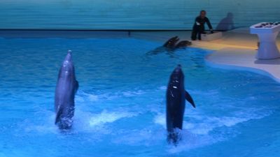 明星海豚「誤吞人造海草」活活噎死　瑞典動物園挨罵了