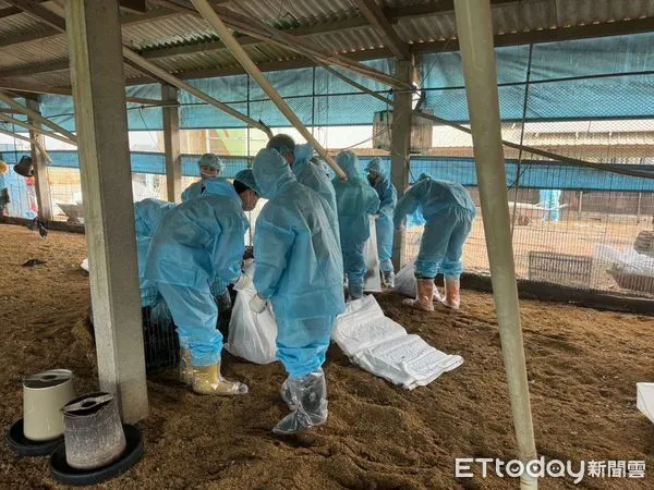 ▲雲林褒忠鄉1土雞場確診H5N1亞型高病原性禽流感，防疫所依標準作業程序，執行撲殺並督導業者完成場區清潔及消毒作業。（圖／記者蔡佩旻翻攝）