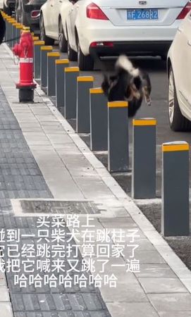 ▲▼柴柴陪主人散步「秒變跨欄高手」　高超技術看呆路人：被可愛到啦。（圖／翻攝自小紅書@silencey）