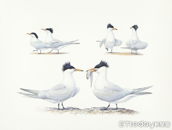 ▲「神話之鳥」黑嘴端鳳頭燕鷗求偶。（圖／繪者張瑜，浙江自然博物院提供）