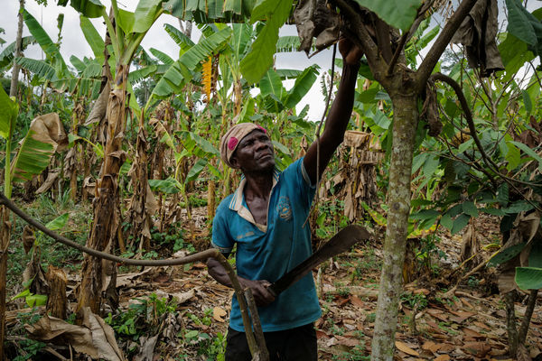 ▲▼非洲迦納、象牙海岸可可豆產量劇減，導致全球巧克力價格大幅調漲。（圖／路透）