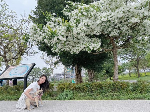 ▲新店區陽光運動園區流蘇花。（圖／新北市高灘處提供）