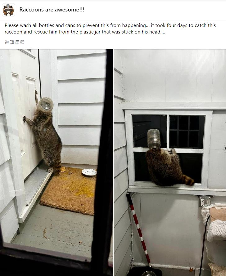 ▲▼頭被卡在塑膠罐裡的浣熊。（圖／翻攝自Facebook／Raccoons are awesome!!!）