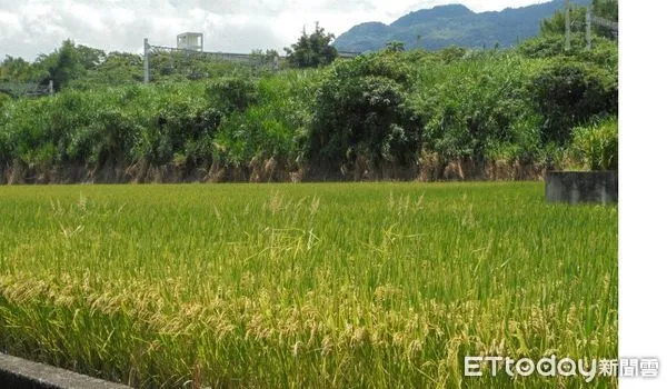 ▲▼花蓮縣富里鄉溪埔段2塊相連農地，查封時土地上種有水稻，鄰近秀姑巒溪及台鐵東竹站。（圖／花蓮分署提供，下同）