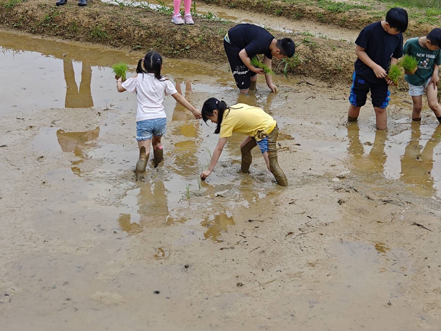 ▲梯田春日祭青春稻陣行 三芝再現農務換工精神。（圖／新北市三芝區公所提供）