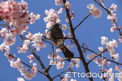 日本櫻花晚開、清明連假加全中運　台灣虎航看旺4月