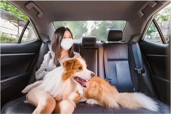 ▲Uber近年推出毛小孩能一起搭乘的服務，讓飼主出門更便利。（圖／翻攝Uber部落格）