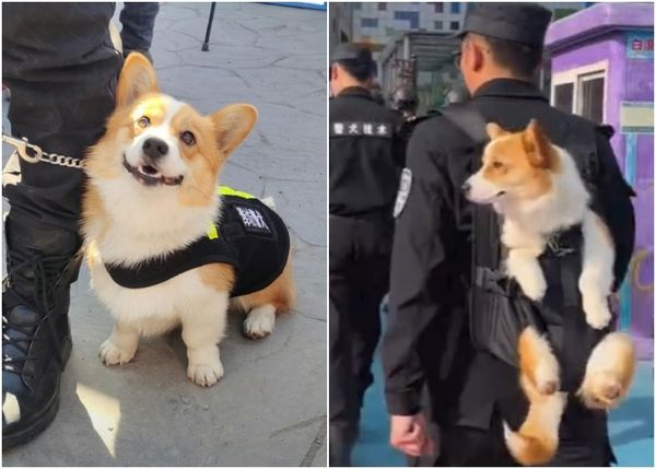 ▲▼柯基警犬福仔。（圖／翻攝自微博／追星阿姨李纳尼）