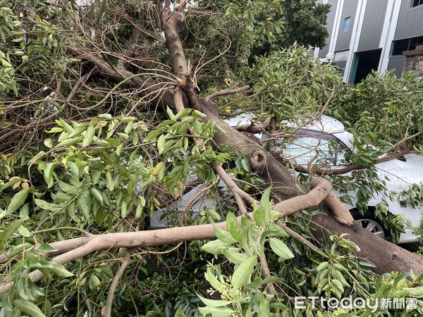 ▲▼苗栗縣銅鑼鄉中興工業區1棵路樹受到今早大風大雨影響，從基部斷裂，壓到2輛停放轎車，還好沒有人員受傷。 （圖／記者蔡文淵翻攝）