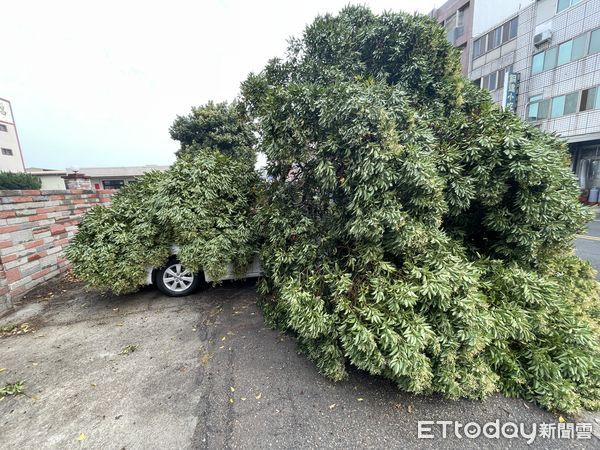▲▼苗栗縣銅鑼鄉中興工業區1棵路樹受到今早大風大雨影響，從基部斷裂，壓到2輛停放轎車，還好沒有人員受傷。 （圖／記者蔡文淵翻攝）