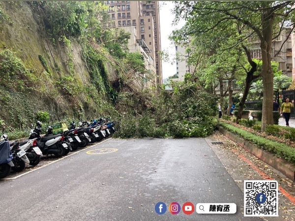 ▲▼內湖區成功路四段167巷山坡路樹坍塌。（圖／陳宥丞提供）