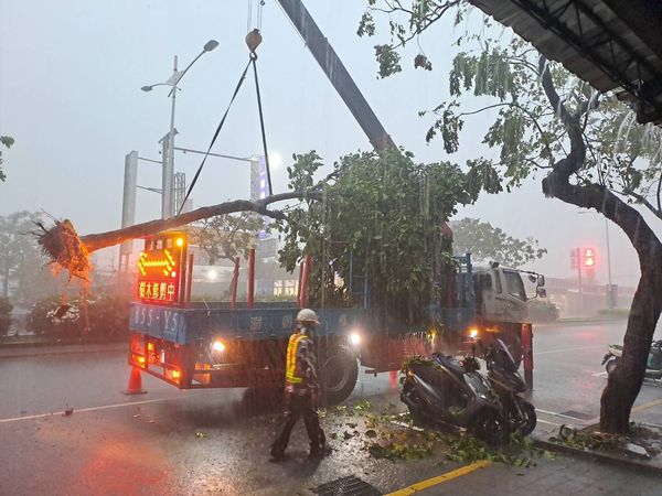 ▲▼北北基桃大雷雨，樹倒。（圖／台北市政府、中央氣象署）