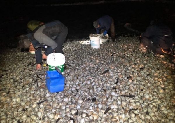 ▲▼日本北海道大量北寄貝被沖上岸　民眾忙著撿回家加菜。（圖／翻攝自x）