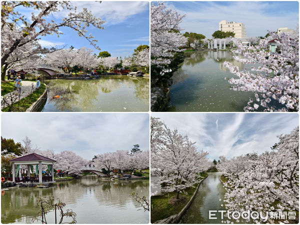 ▲▼茂園裡的滿園「櫻」色吸引眾多賞花客到這裡打卡。（圖／記者趙禕攝）