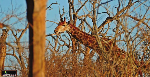 史瓦帝尼充滿長頸鹿等野生動物，對於輸出他國均有嚴格的規定。（翻攝史瓦帝動物園Big Game Park臉書）