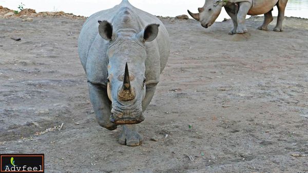非洲史瓦帝尼是野生動物天堂，每年觀光客絡繹不絕，更是輸出動物大國。（翻攝史瓦帝動物園Big Game Park臉書