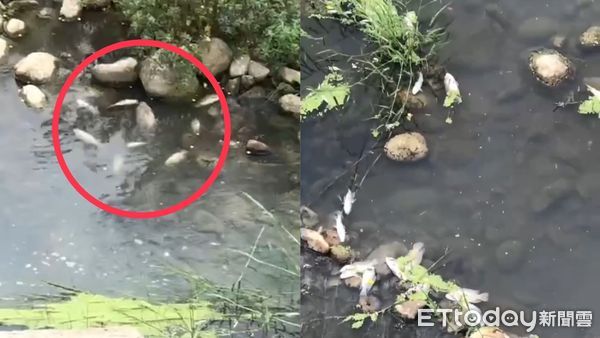 ▲▼台中頭汴坑溪才傳「萬條魚屍」！事發地上游8km又見大量魚群暴斃。（圖／民眾提供）