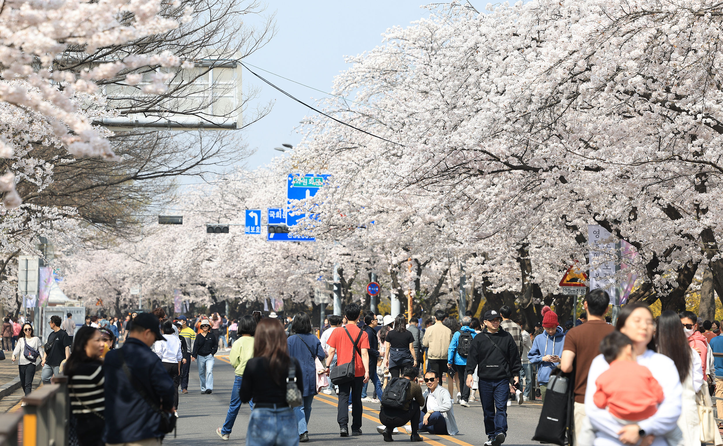 ▲▼南韓首爾汝矣島的「櫻花大道」雲中路去年4月1日的開花盛況。（圖／VCG）