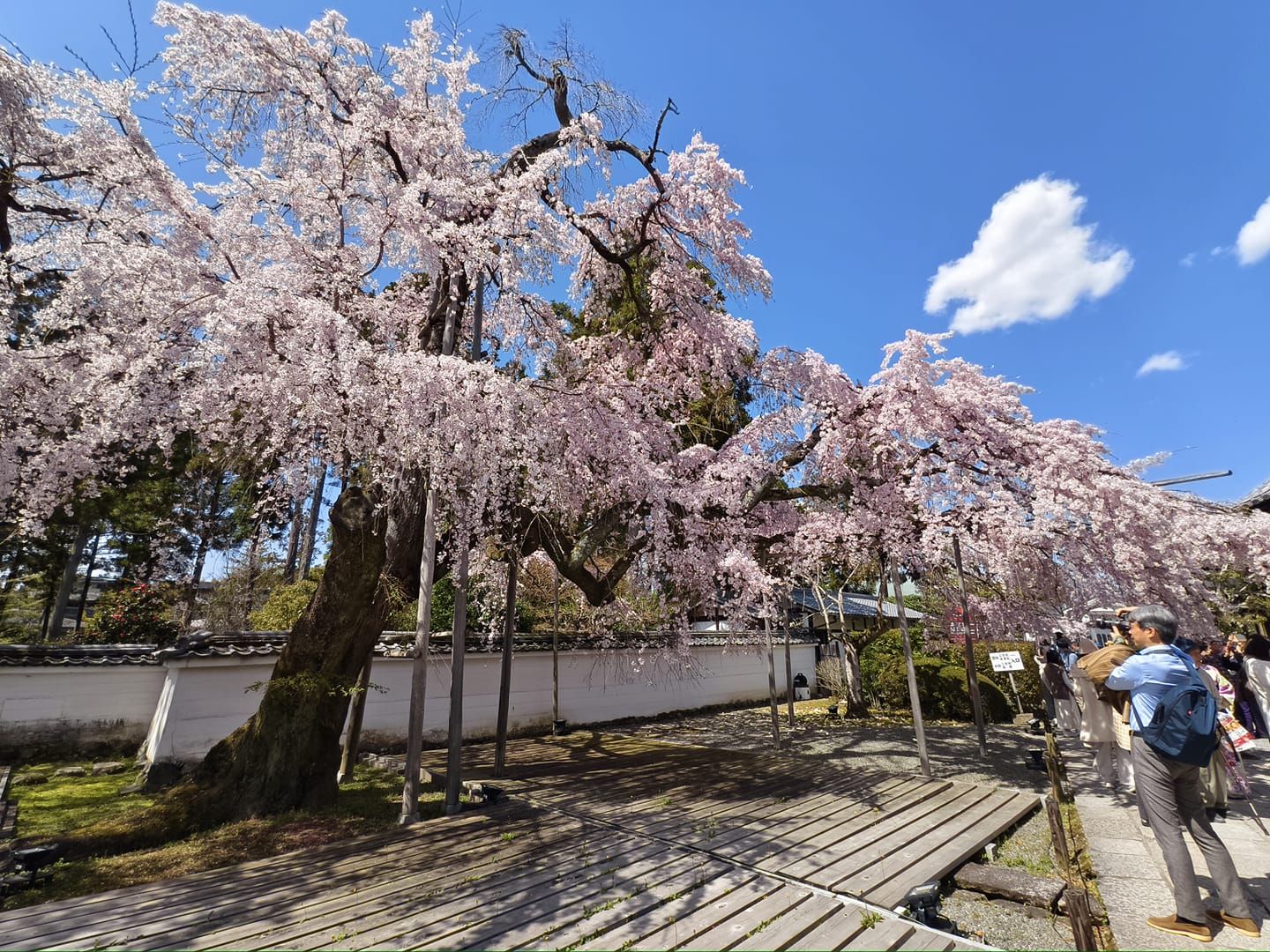 京都醍醐寺櫻花。（圖／翻攝「日本自助旅遊中毒者」臉書）