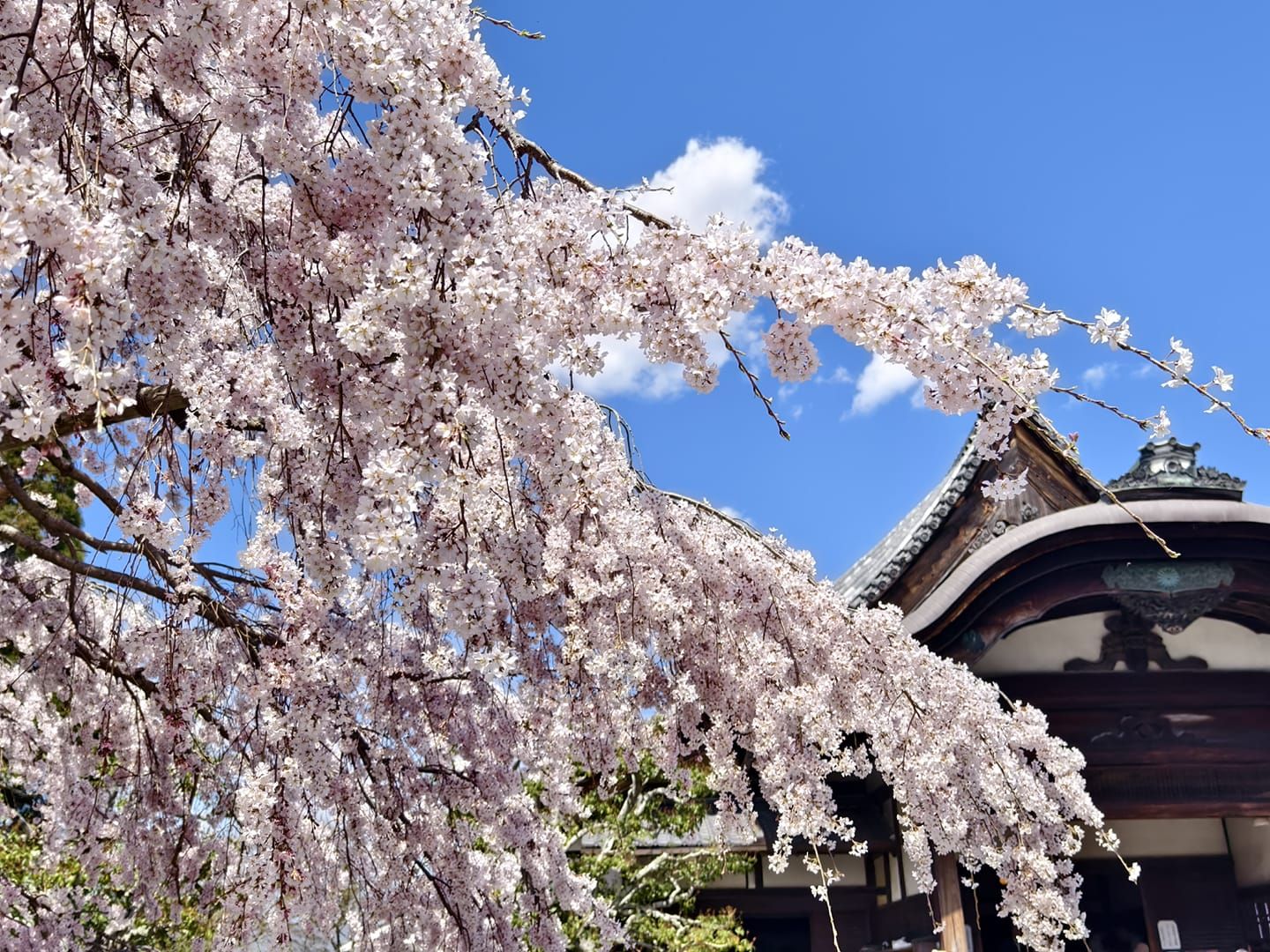 京都醍醐寺櫻花。（圖／翻攝「日本自助旅遊中毒者」臉書）