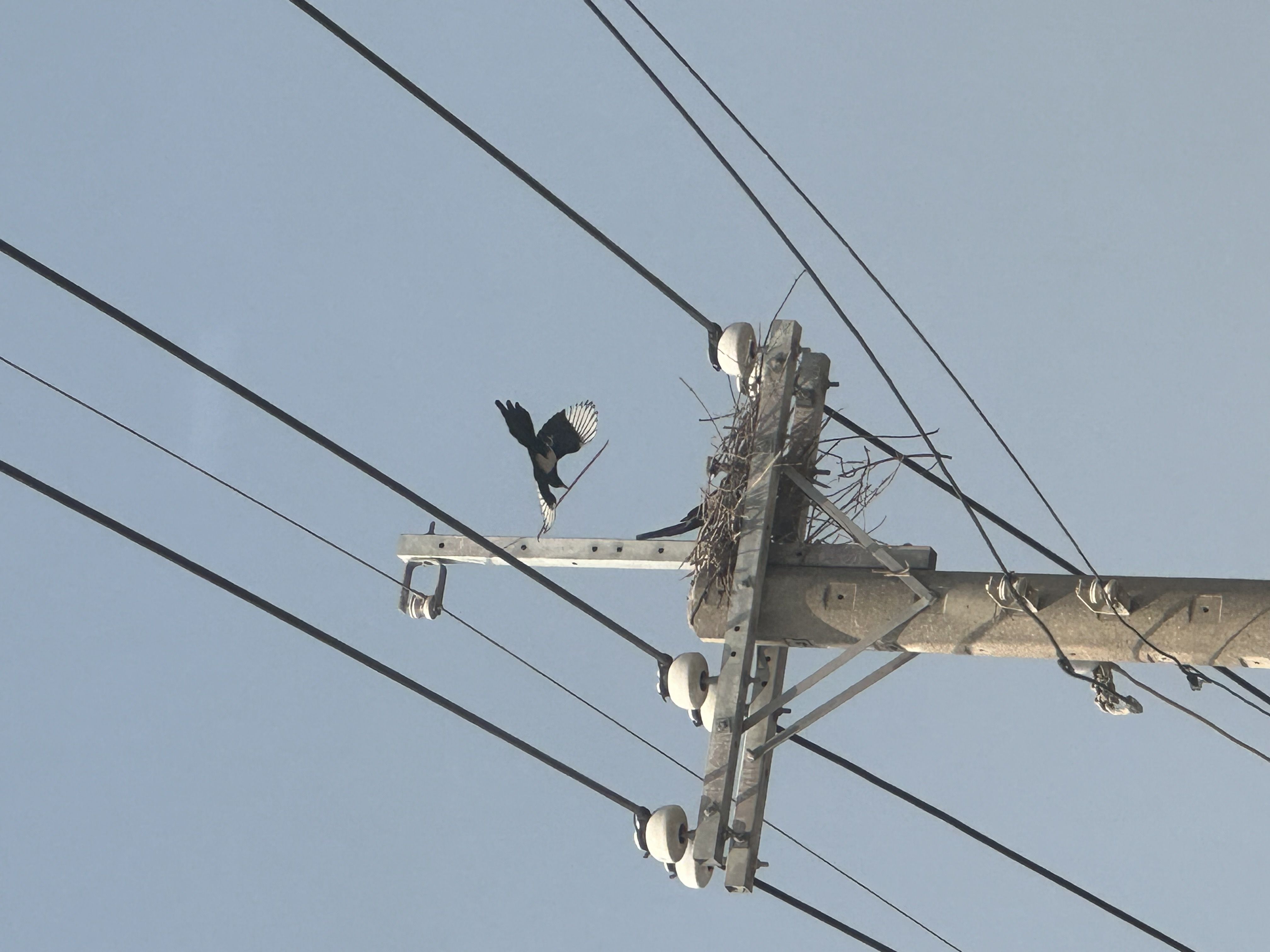 ▲▼ 每次高雄停電都挨轟！台電出招「清鳥巢」，事故次數減少近一半。（圖／記者賴文萱翻攝）