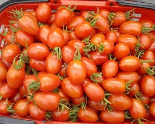 ▲▼藤結教育農場採溫泉番茄。（圖／礁溪捷絲旅提供）