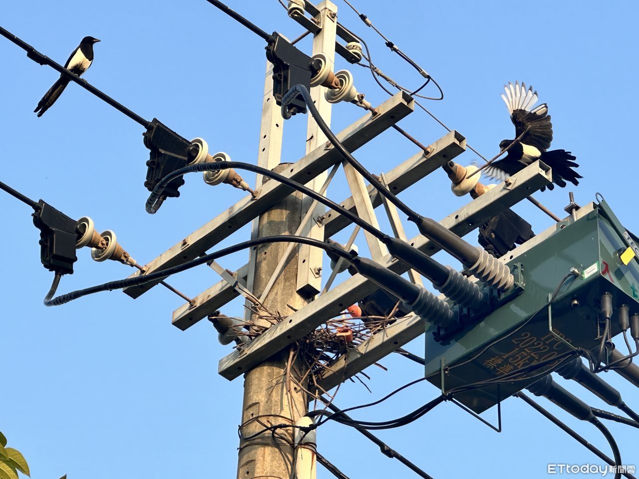 台電人員拆鳥巢「掏1神物」改建新家!暖舉被萬人讚爆:充滿愛阿 | ETtoday生活新聞 | ETtoday新聞雲