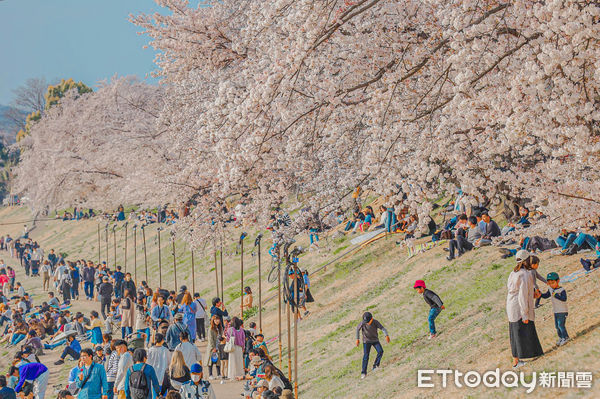 ▲▼日本岡山旭川櫻花道，日本櫻花景點，日本賞櫻景點，岡山賞櫻景點，岡山櫻花景點，日本賞櫻旅遊，赴日旅遊。（圖／記者蔡玟君攝）