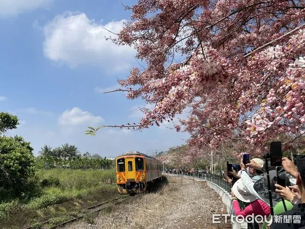 ▲彰化縣二水鄉花旗木美景在清明連假登場，搭台灣好行跑水求財線可直達現場。（圖／參山國家風景區管理處提供，下同）