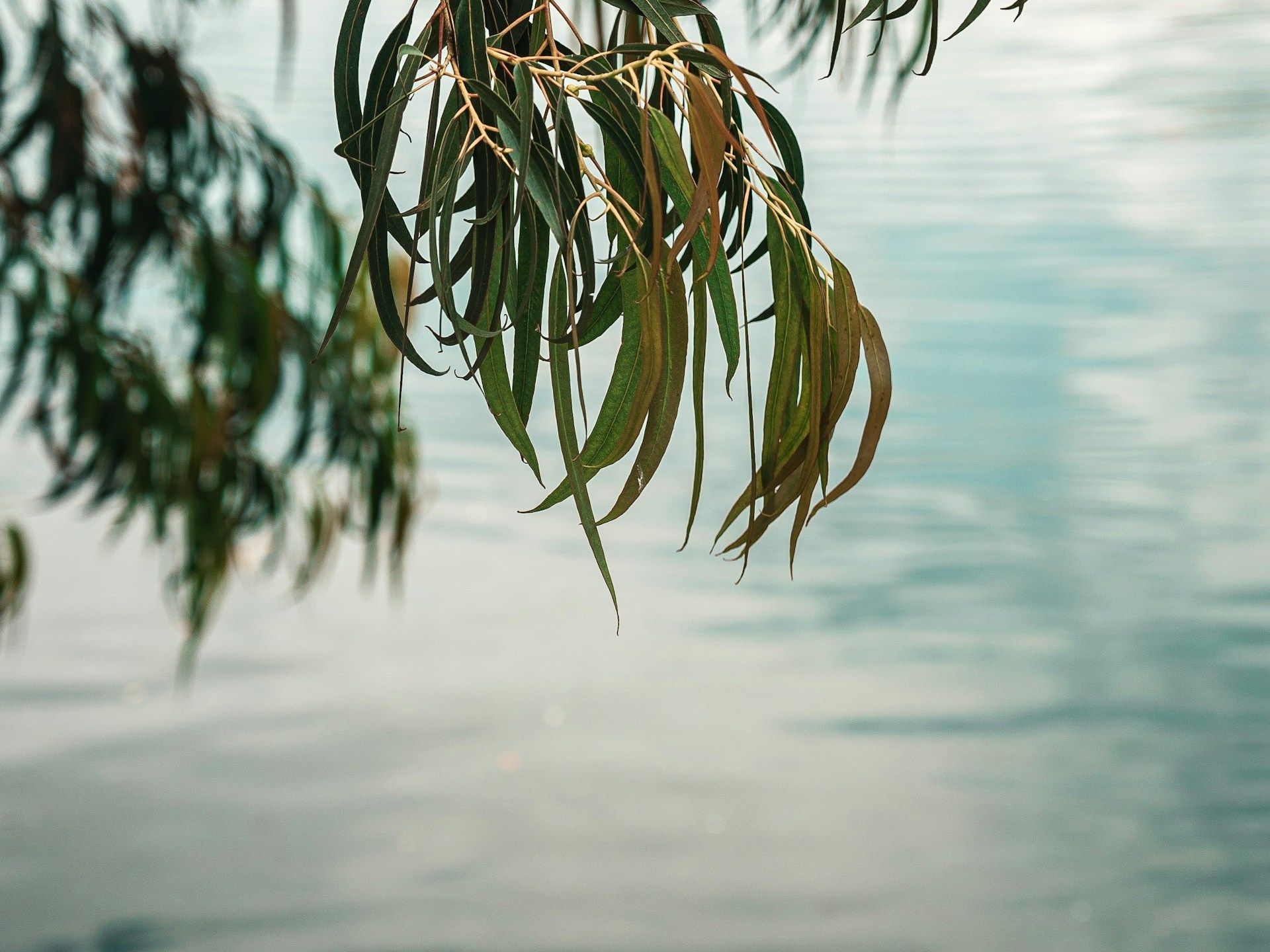 ▲節氣    。（圖／翻攝自免費圖庫unsplash）