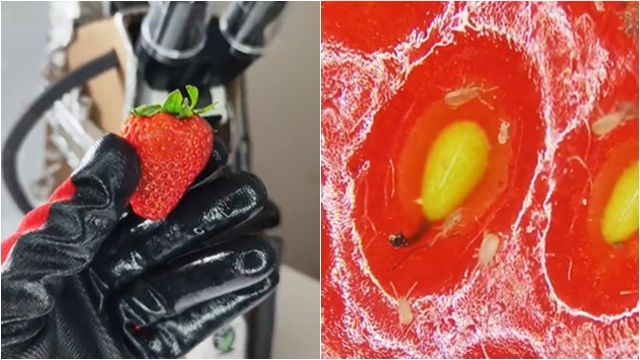 ▲▼    吃水果懶得洗？草莓表皮「蟲蟲密麻亂竄」　顯微鏡下全現形        。（圖／翻攝X）